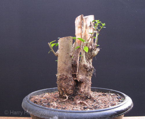 privet bonsai